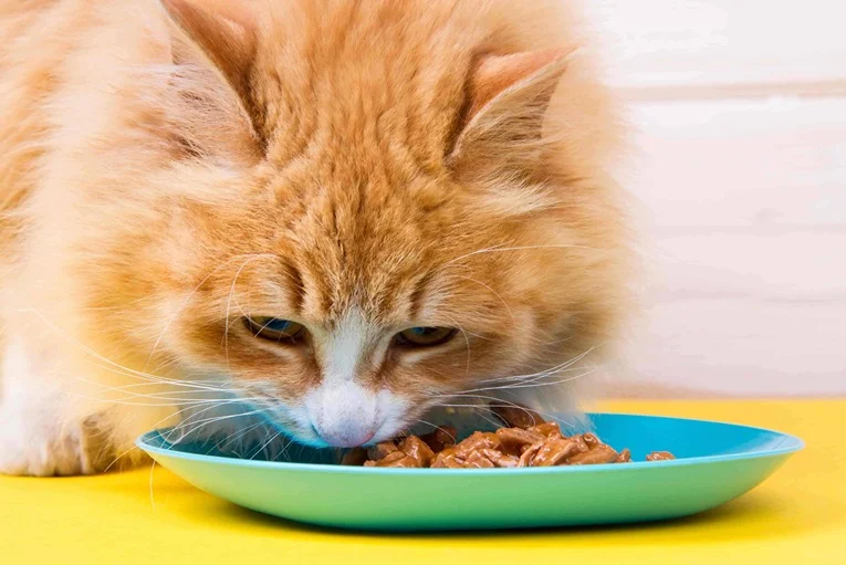 Cat Wet Food Can