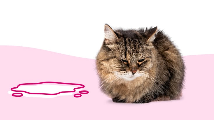 cat peeing blood