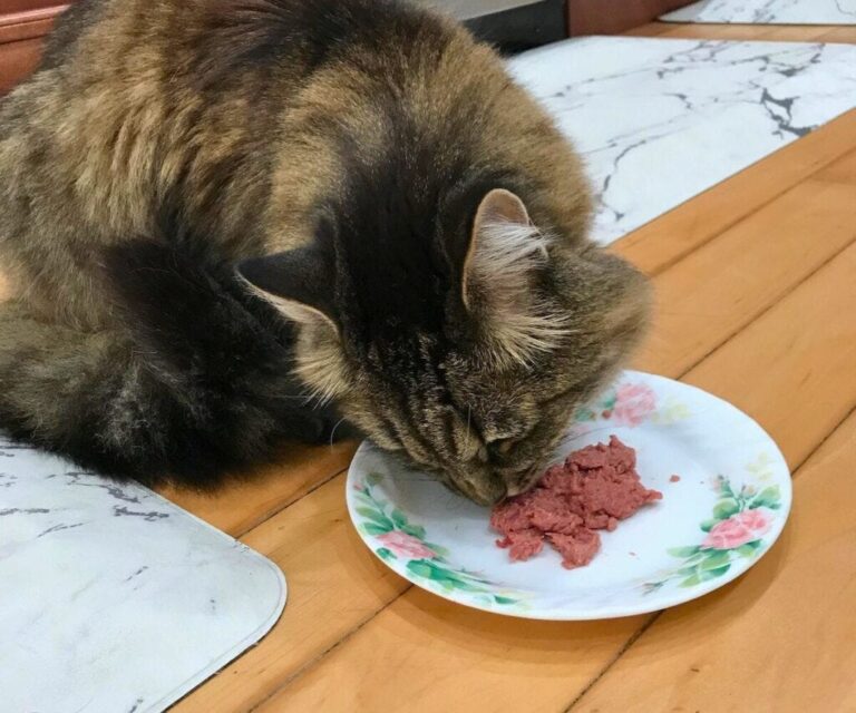 raw cat food